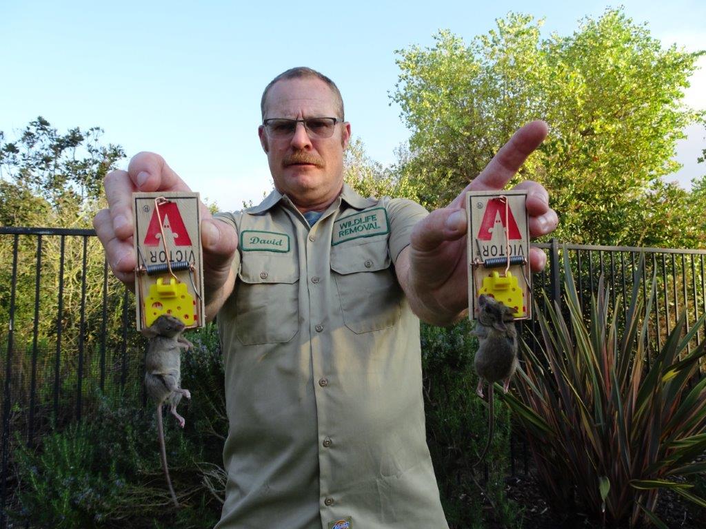 San Bernardino pest control